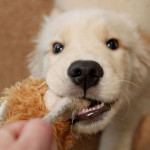 子供のころからずっと虫歯ゼロ（カリエスフリー）にする方法