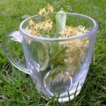 ハーバルセラピストさんに聞いた！歯磨きも、天然成分のほうが安心な理由