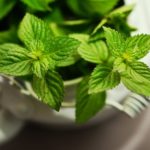 口臭・歯周病・風邪も撃退！ハッカ油の万能活用法