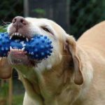 アゴの骨を丈夫にし、脳を刺激する「ピエゾ電流」を知ってますか？