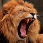 歯ぎしりの力はライオンなみ！「睡眠時プラキシズム」に注意しよう！